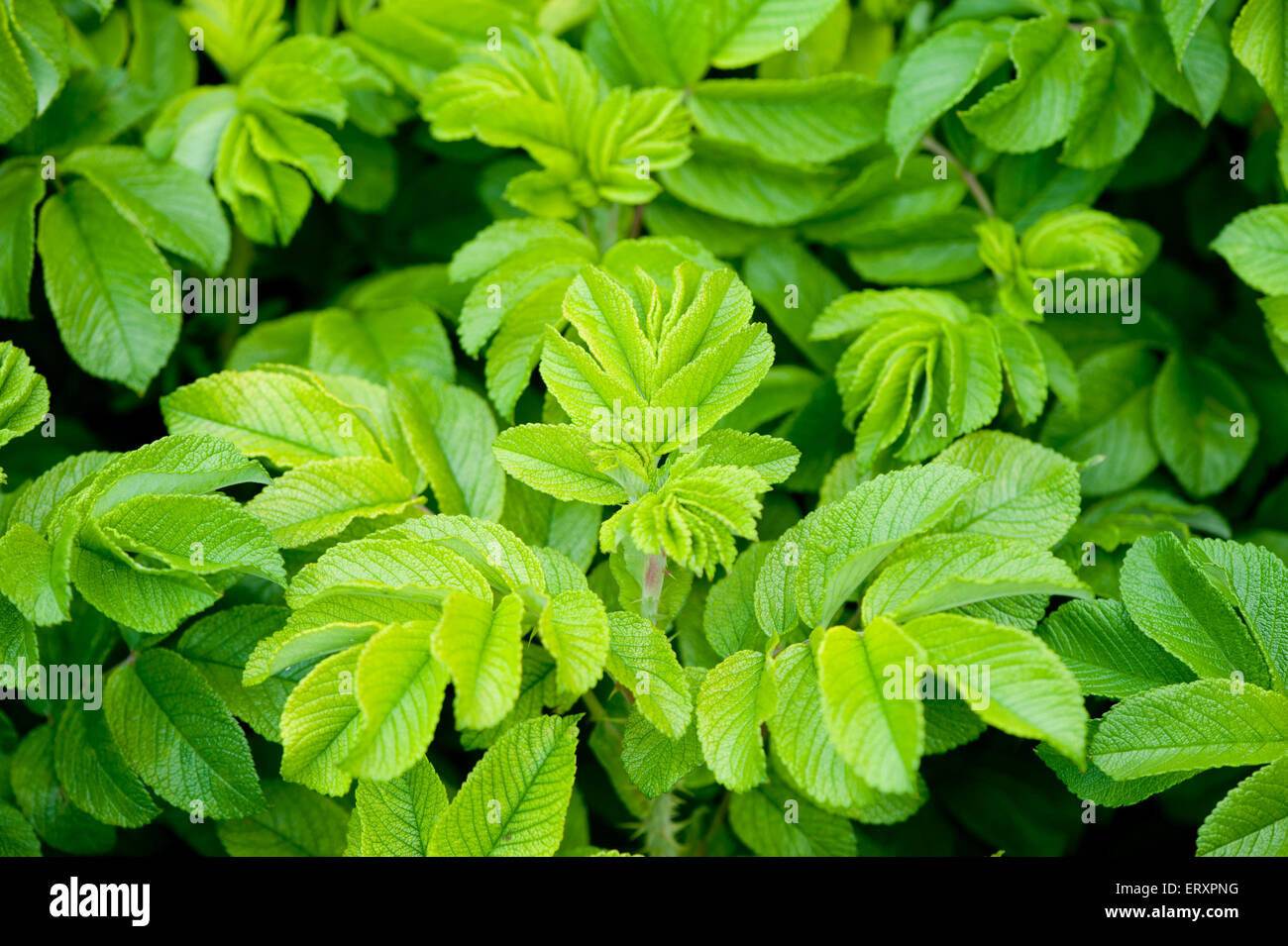 Il verde delle foglie da rose selvatiche in primavera tempo nice background Foto Stock