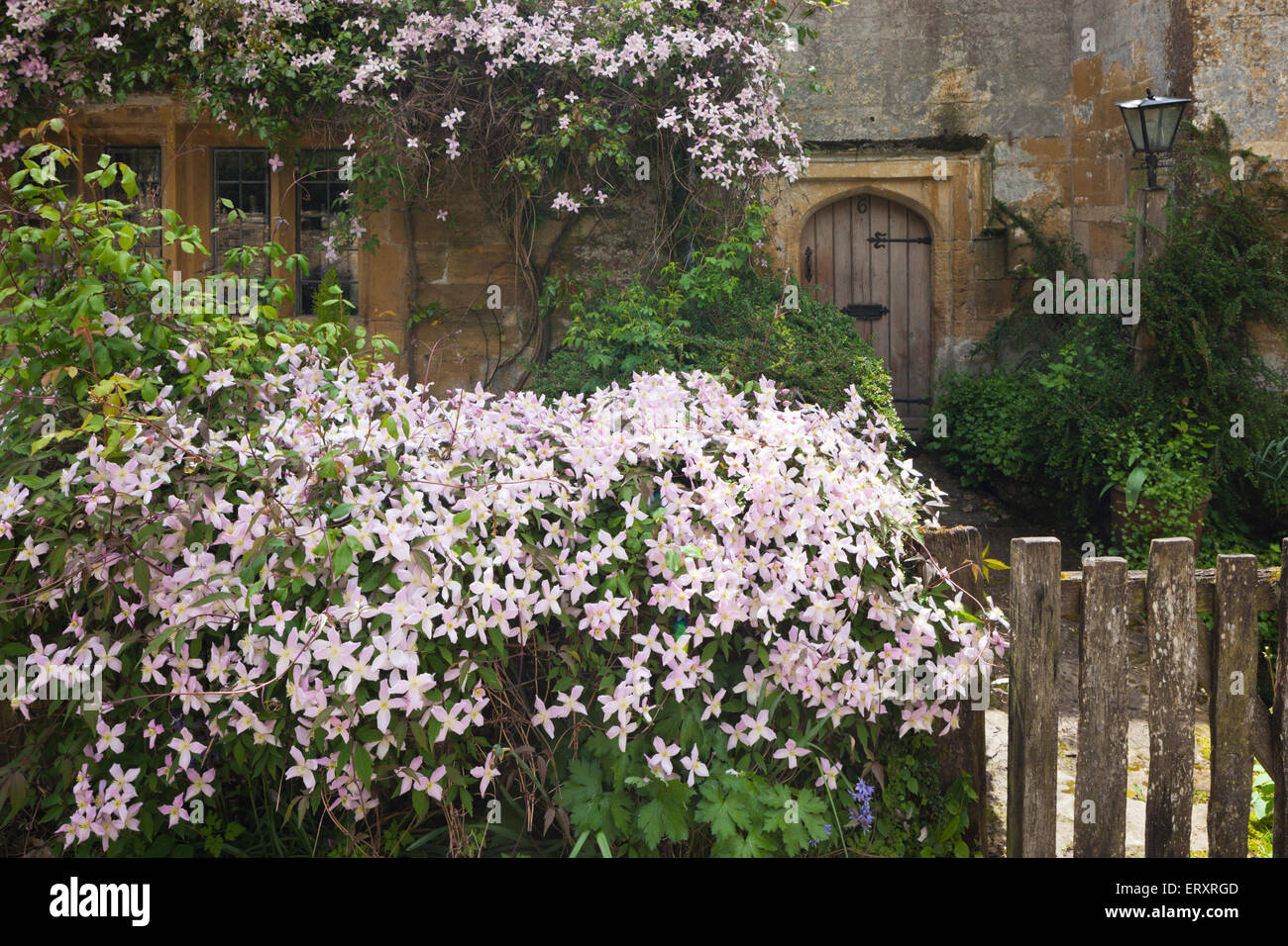 Primavera in Cotswolds - Clematis fioritura su un cottage recinto nel villaggio Costwold di Stanway, GLOUCESTERSHIRE REGNO UNITO Foto Stock