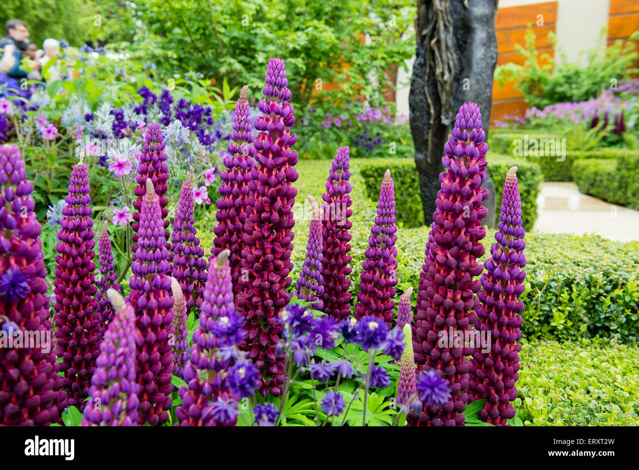 La Morgan Stanley Città Sane Giardino, medaglia d'oro, RHS Chelsea Flower Show 2015 Foto Stock