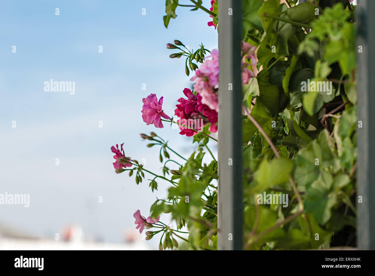 Vista diversa Andaluso di balcone pieno di fiori di Maggio Foto Stock