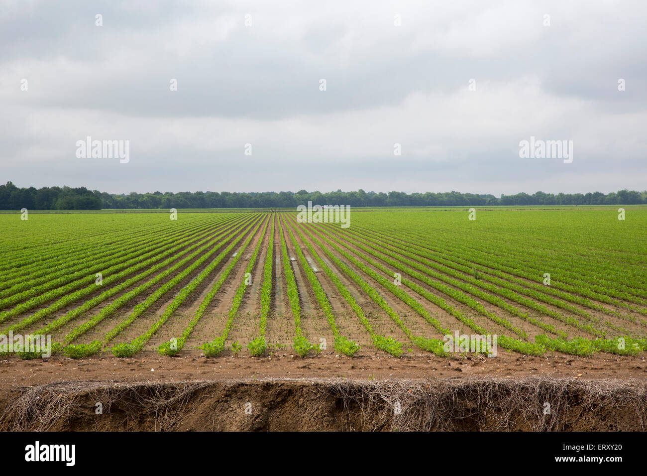 Clarksdale, Mississippi - Piatto terreni agricoli nel delta del Mississippi. Foto Stock