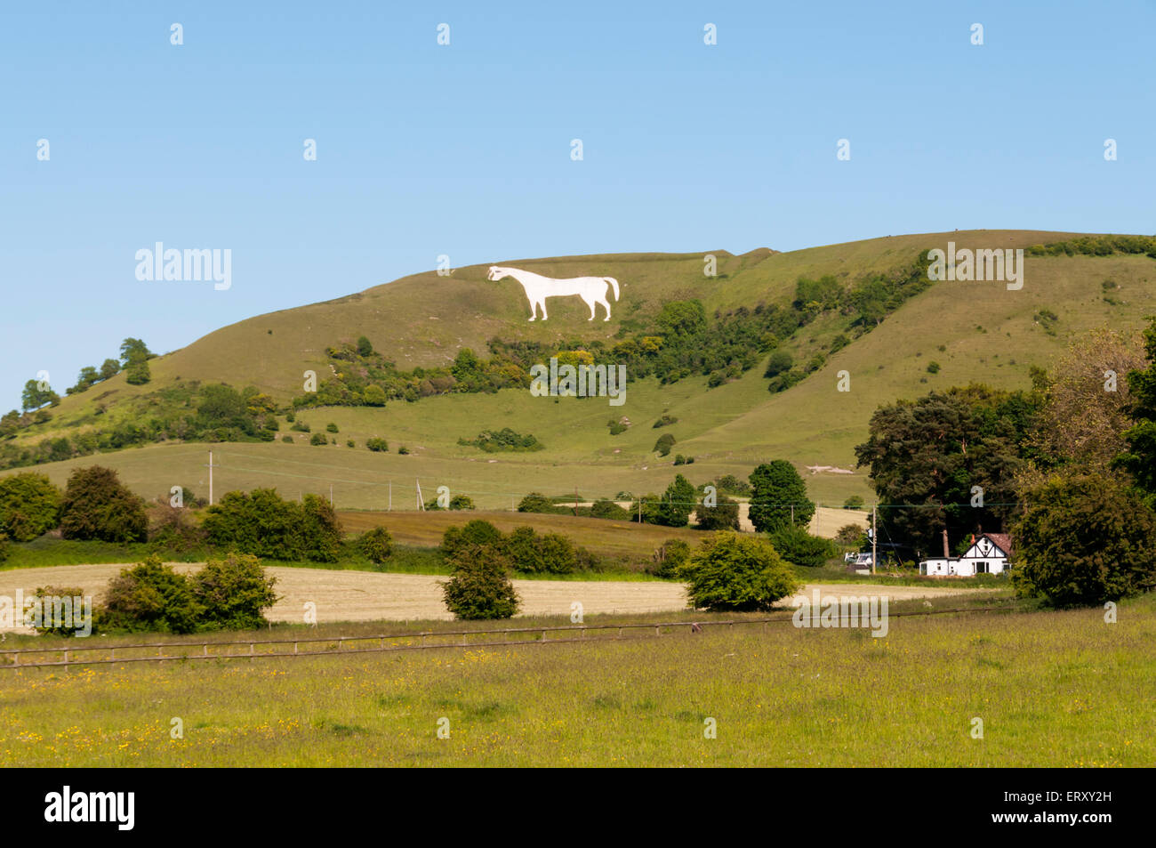 Westbury White Horse chalk figura sulla scarpata di Salisbury Plain nel Wiltshire. Foto Stock