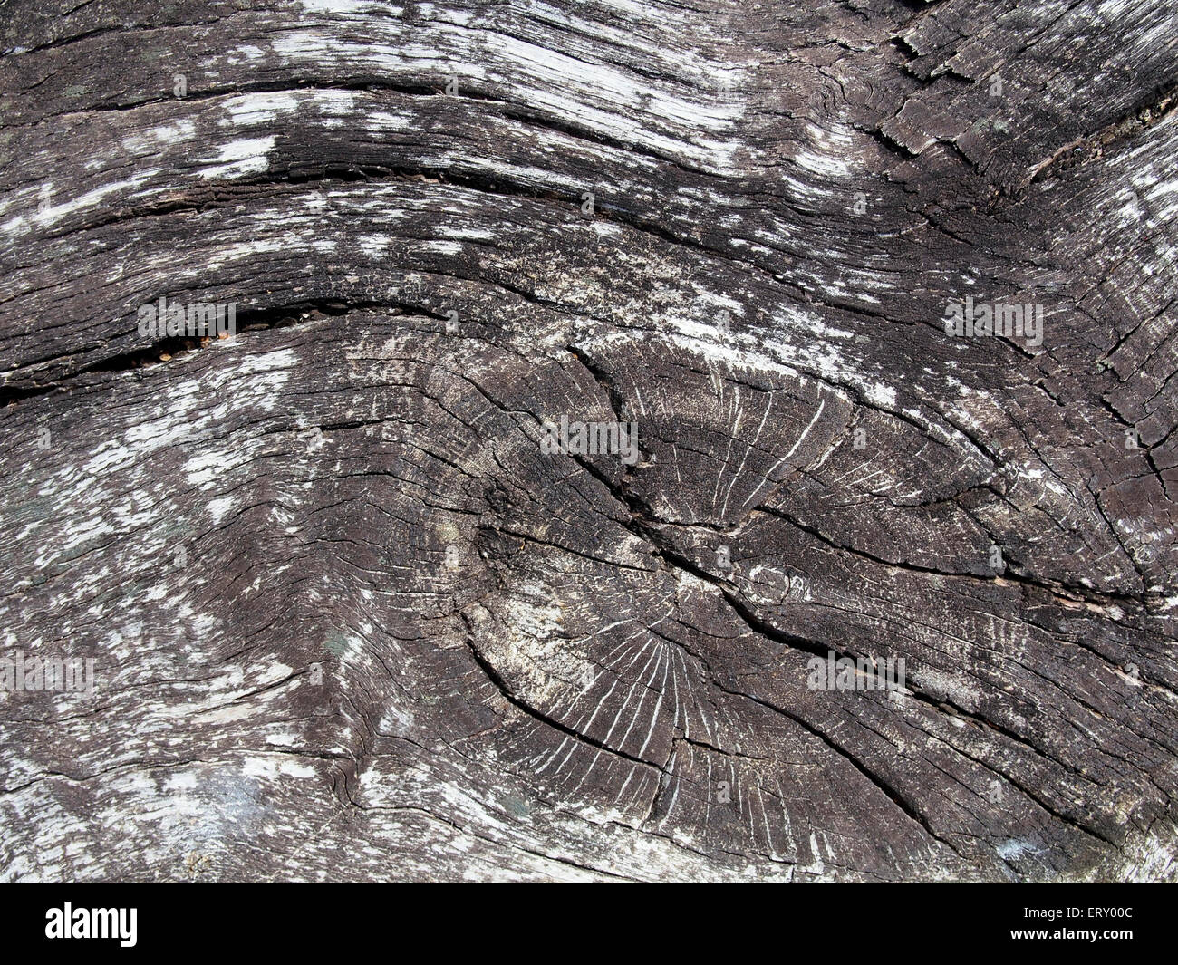 Close-up di dettaglio della superficie del legno stagionato mobili da giardino che mostra la consistenza della grana aperta. Foto Stock