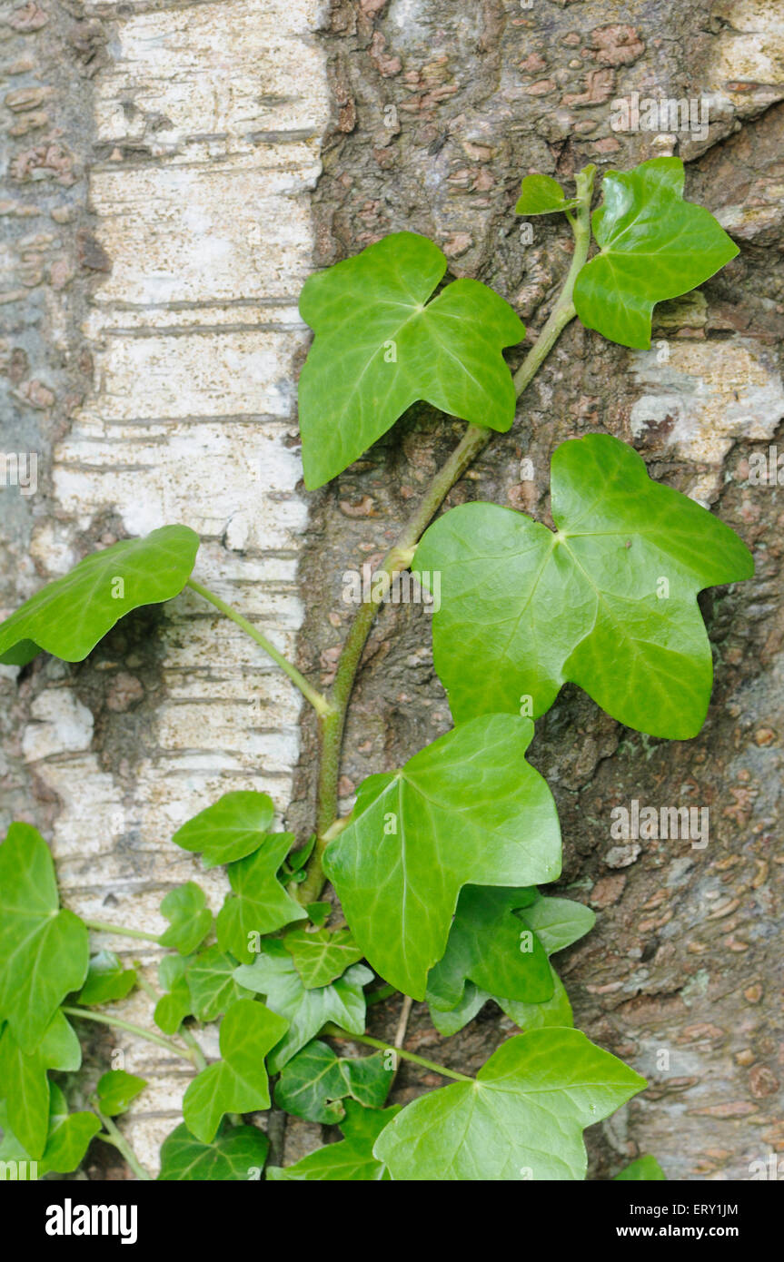 Un tralcio di edera (Hedera helix} si aggrappa al tronco di un argento betulla (Betula pendula). Lymington , Hampshire, Inghilterra. Regno Unito. Foto Stock
