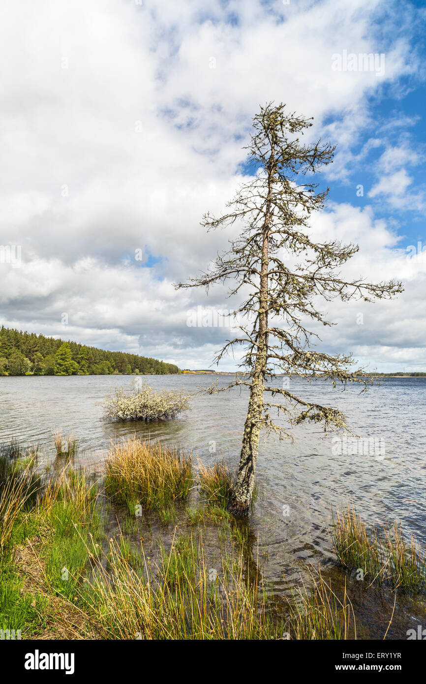 Loch Ashie nelle Highlands della Scozia. Foto Stock