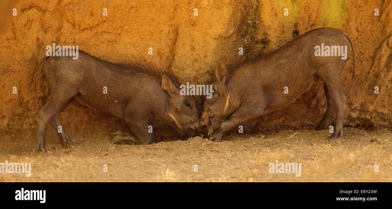 Una coppia di Warthog neonati rivolto verso fuori in una battaglia di zanne. Foto Stock