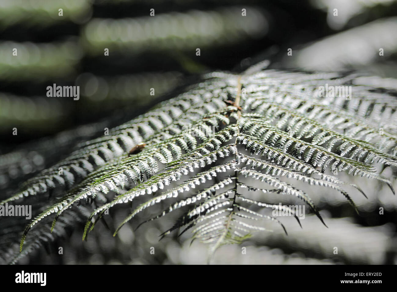 Close-up di una felce frond in Kells Bay Gardens in Cahersiveen, nella contea di Kerry, Irlanda Foto Stock