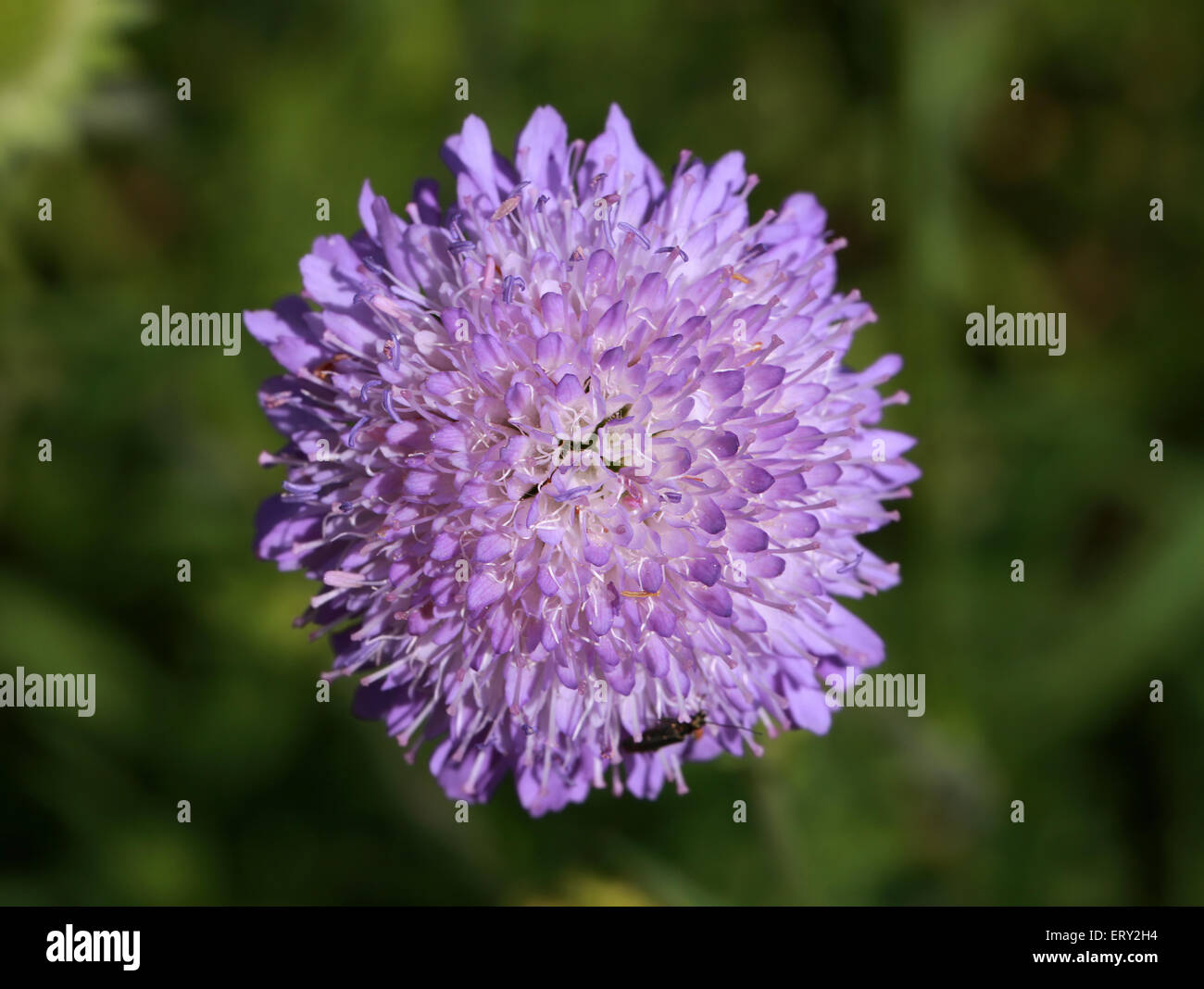 Campo Scabious, Knautia arvense, Dipsacaceae. Foto Stock