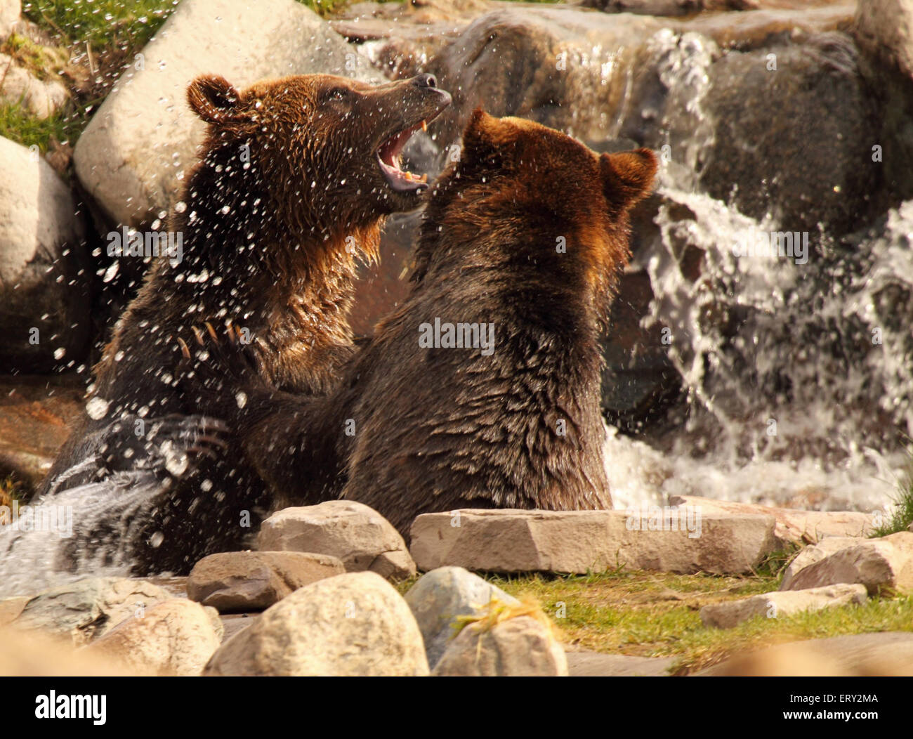 Una coppia di orsi grizzly combattendo in un fiume. Foto Stock