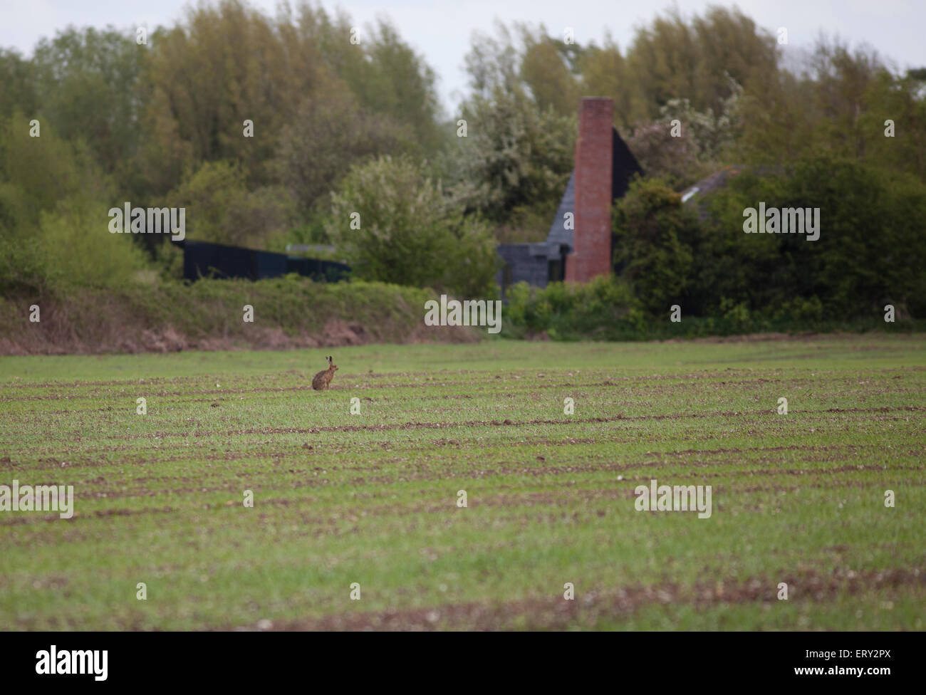 Brown lepre in un campo di Nolfolk, England, Regno Unito Foto Stock