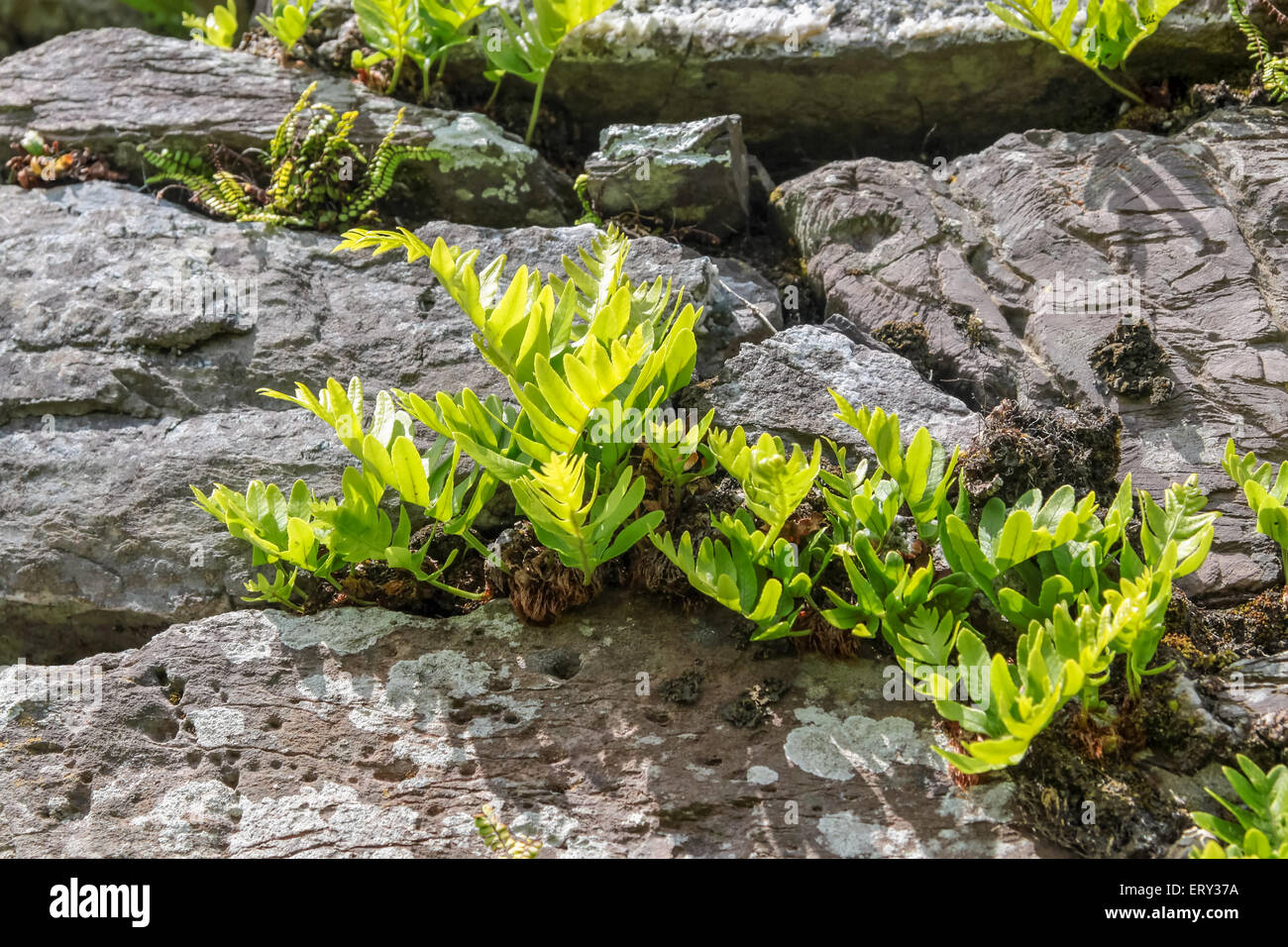 Le piante giovani sul vecchio muro di pietra a Ballycarbery Castle, Ring of Kerry in Cahersiveen, nella contea di Kerry, Irlanda Foto Stock