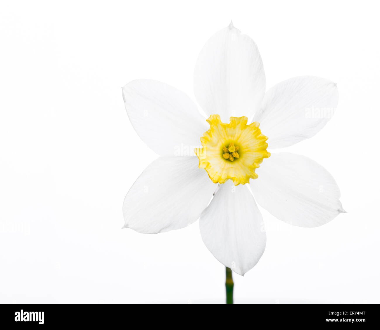 White daffodil narciso jonquil piante di fiori Foto Stock