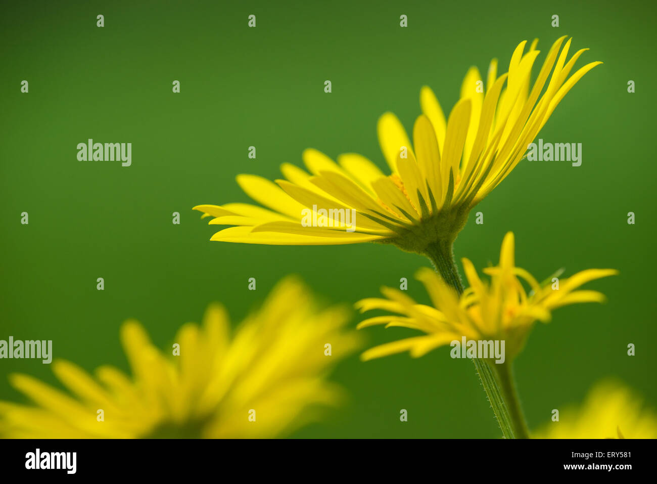 Giallo margherite, Leopardi Bane flower (Doronicum), che fiorisce in primavera Foto Stock