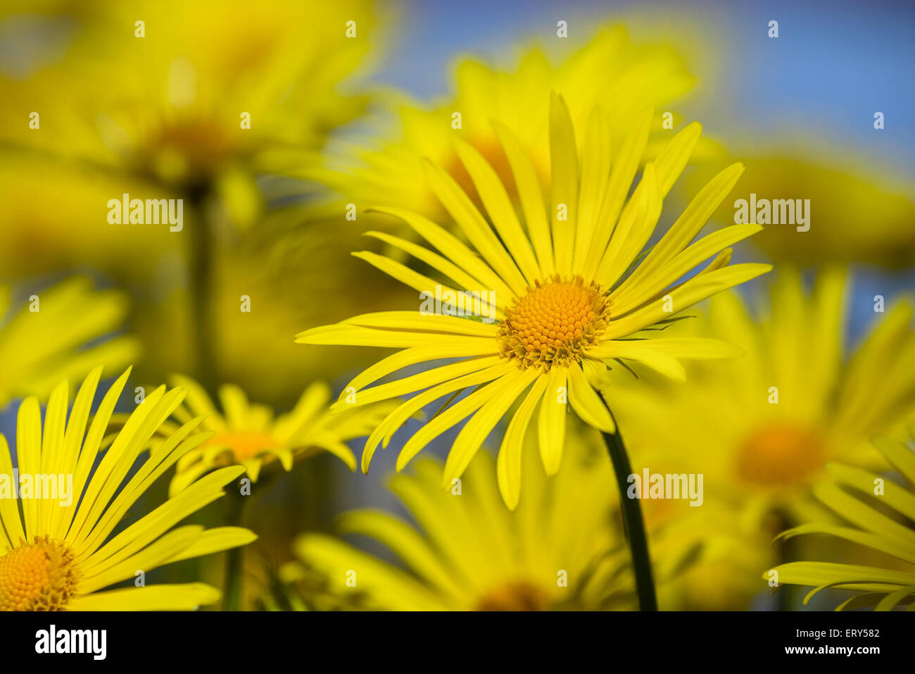 Giallo margherite, Leopardi Bane flower (Doronicum), che fiorisce in primavera Foto Stock