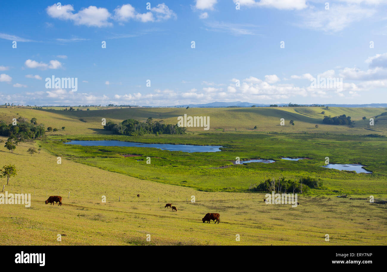 Bromfield palude, il poco profondo cratere di un vulcano estinto sull'altopiano di Atherton, Queensland, Australia Foto Stock