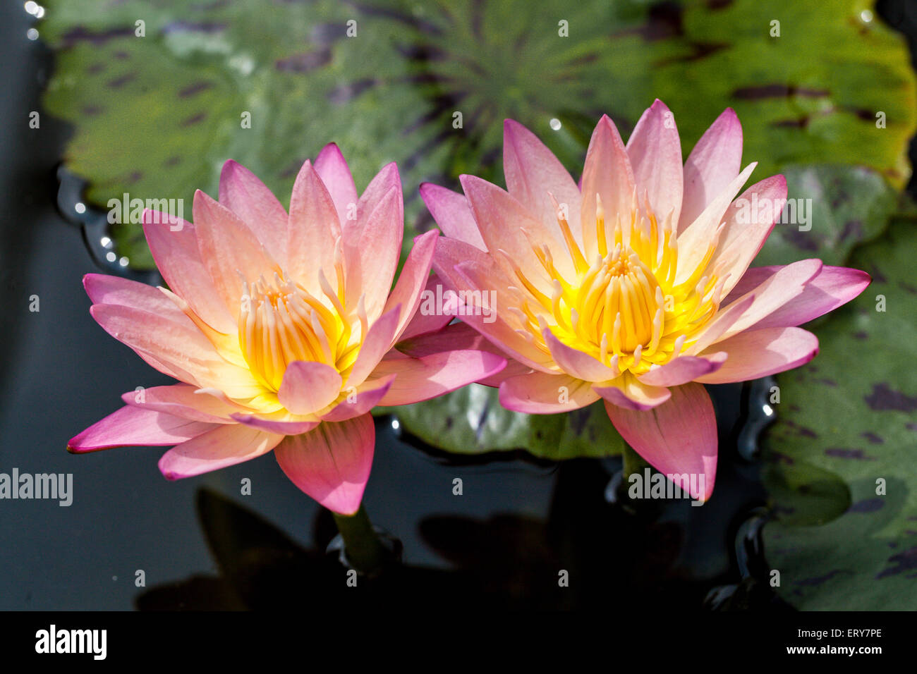 Due Belle Lotus Giglio Di Acqua Sul Laghetto Per Lo Sfondo Della Natura Foto Stock Alamy
