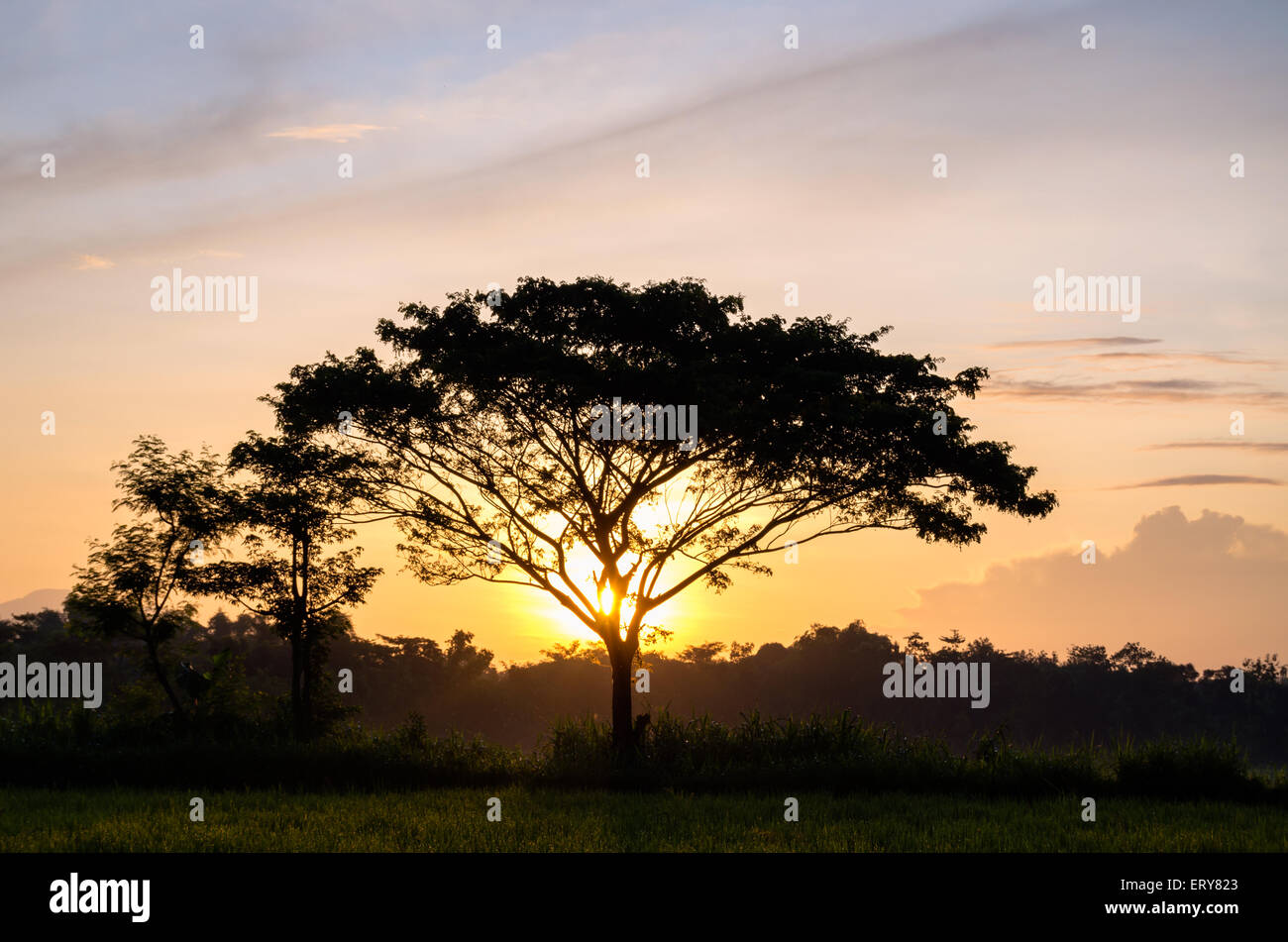 Il sole del mattino nei campi rugiadosa Foto Stock