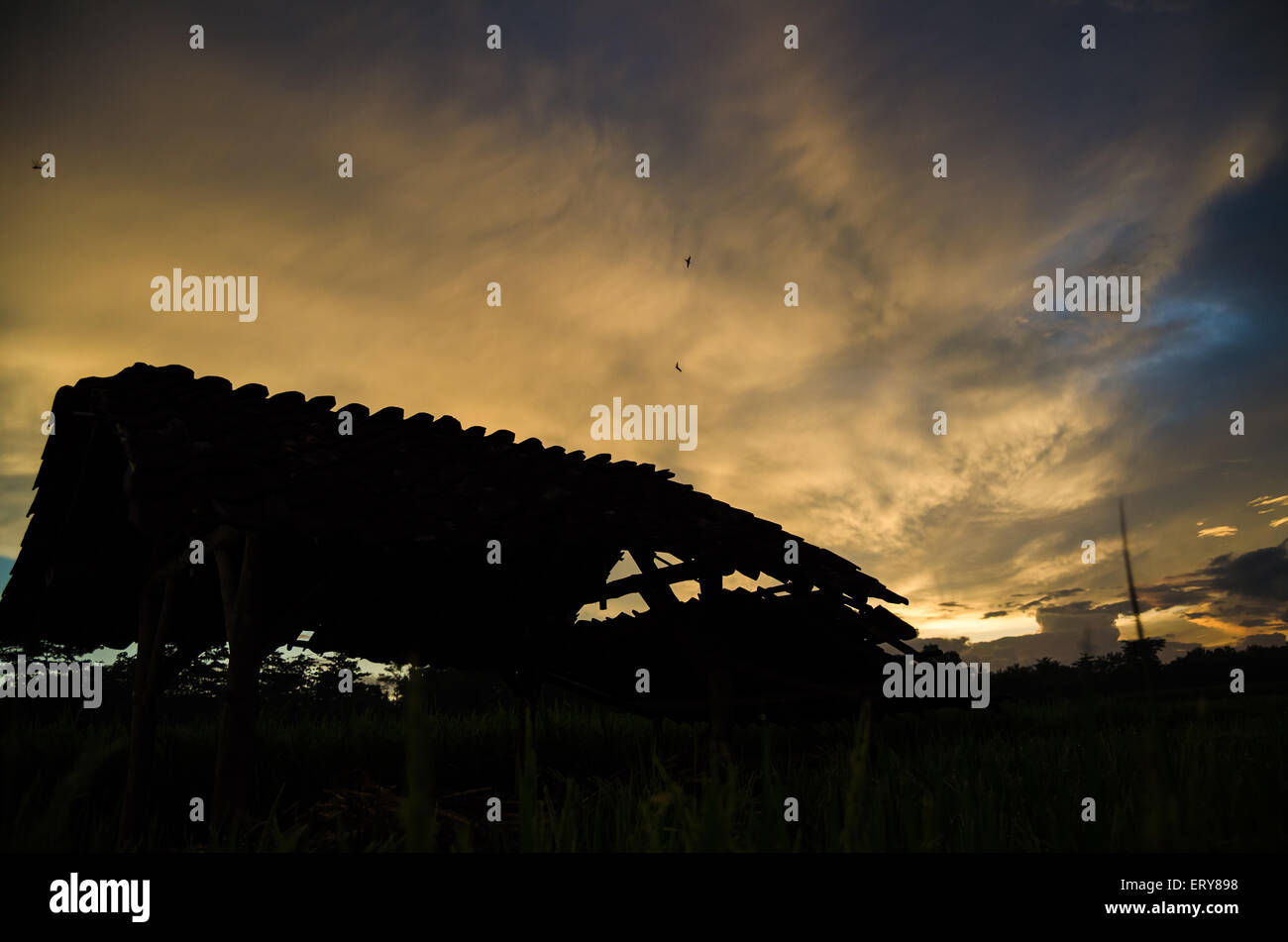 Silhouette hut nel mezzo di campi di riso nel pomeriggio Foto Stock
