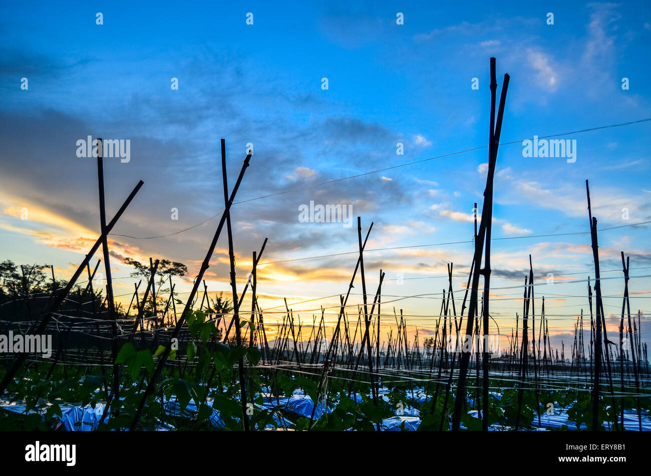 mattina in fattoria Foto Stock