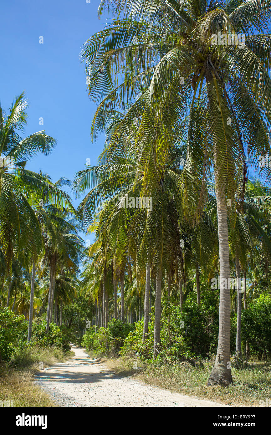 Bella strada rurale con palme in Thailandia Foto Stock