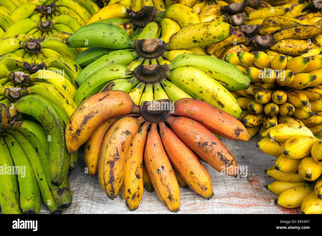 I grappoli di banane mature sul mercato Foto Stock