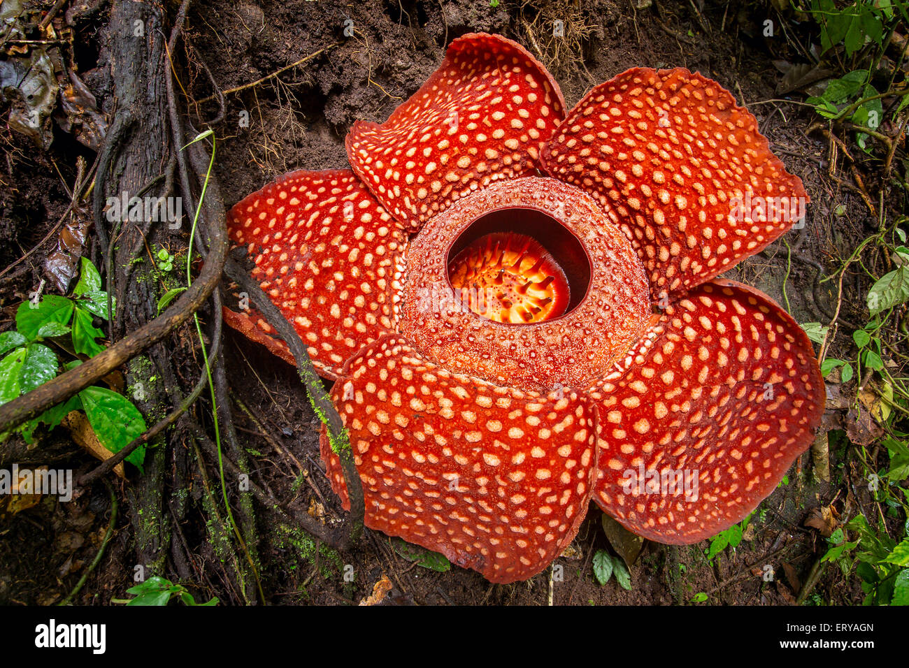 Rafflesia, il più grande fiore del mondo , di Sumatra, Indonesia Foto Stock