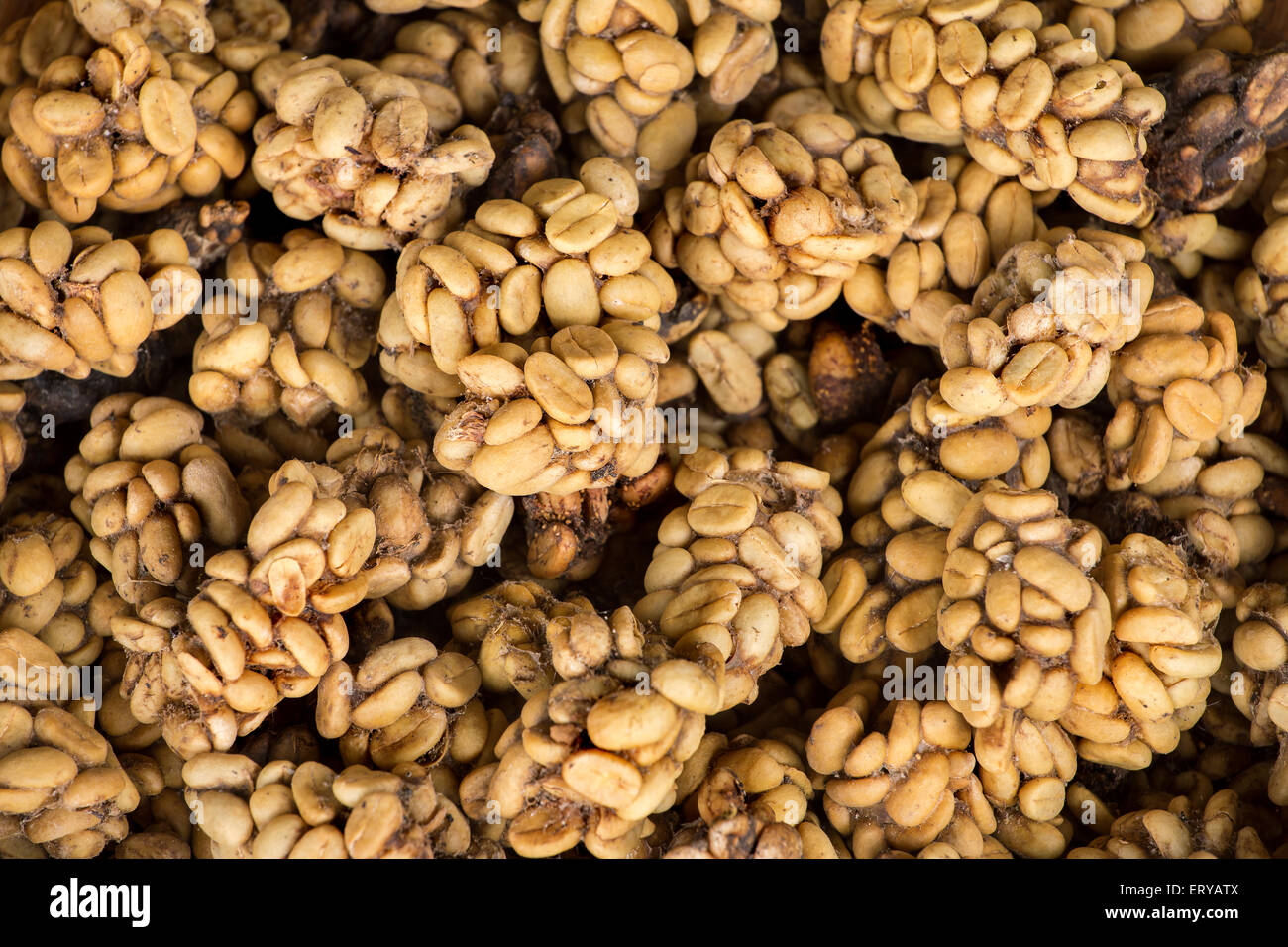 Civet cat poo contenente digerito i chicchi di caffè. Una volta tostato, caffè - noto come Kofi Luwak - Recupera i prezzi molto elevati Foto Stock