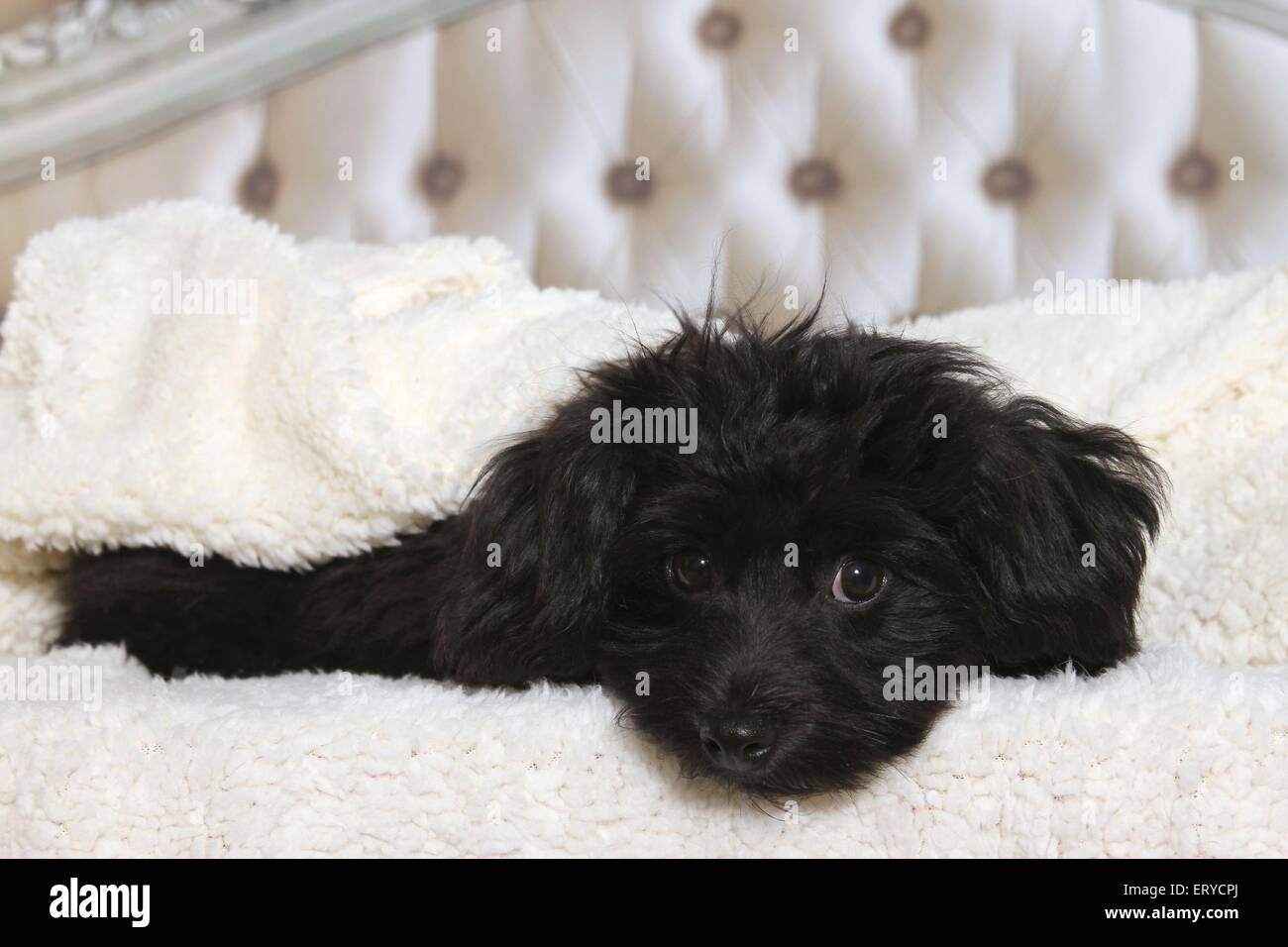 cucciolo di Havanese Foto Stock