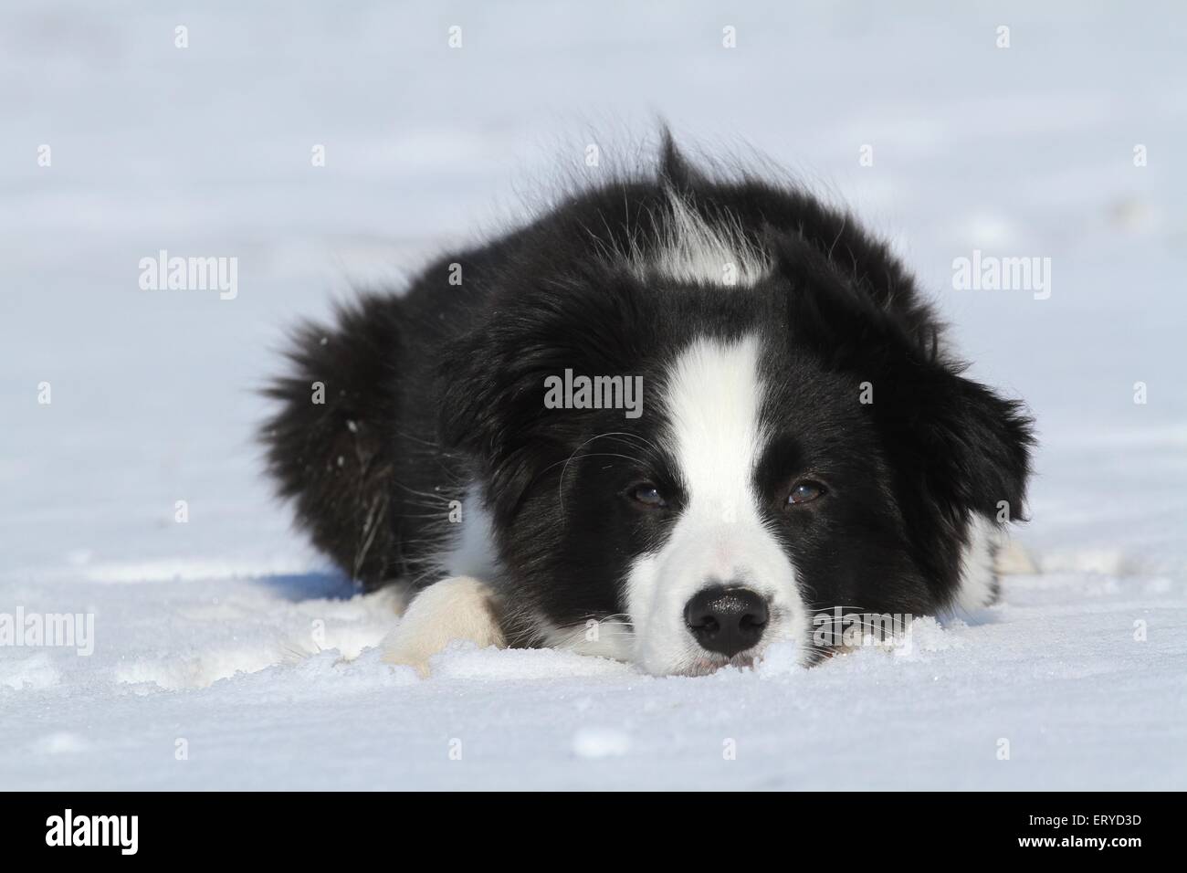 Border Collie cucciolo nella neve Foto Stock