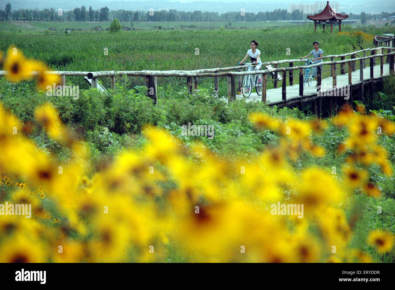 (150610) -- BAOJI, 10 giugno 2015 (Xinhua) -- persone godere il tempo libero dal fiume Weihe in Baoji, Cina nord-occidentale della provincia di Shaanxi, Giugno 8, 2015. La 818 km di fiume Weihe, il più lungo affluente del fiume Giallo, erano stati inquinati negli ultimi due decenni a causa dei rifiuti scarichi dalle cartiere e con altri ad alto impianti inquinanti. Dopo anni di lotta aganist inquinamento del fiume, le condizioni ecologiche delle zone umide in esecuzione per 100 chilometri lungo la riva del fiume sono state costruite in Baoji, una delle principali città industriali nel bacino del fiume. (Xinhua/Du Honggang) (WF) Foto Stock