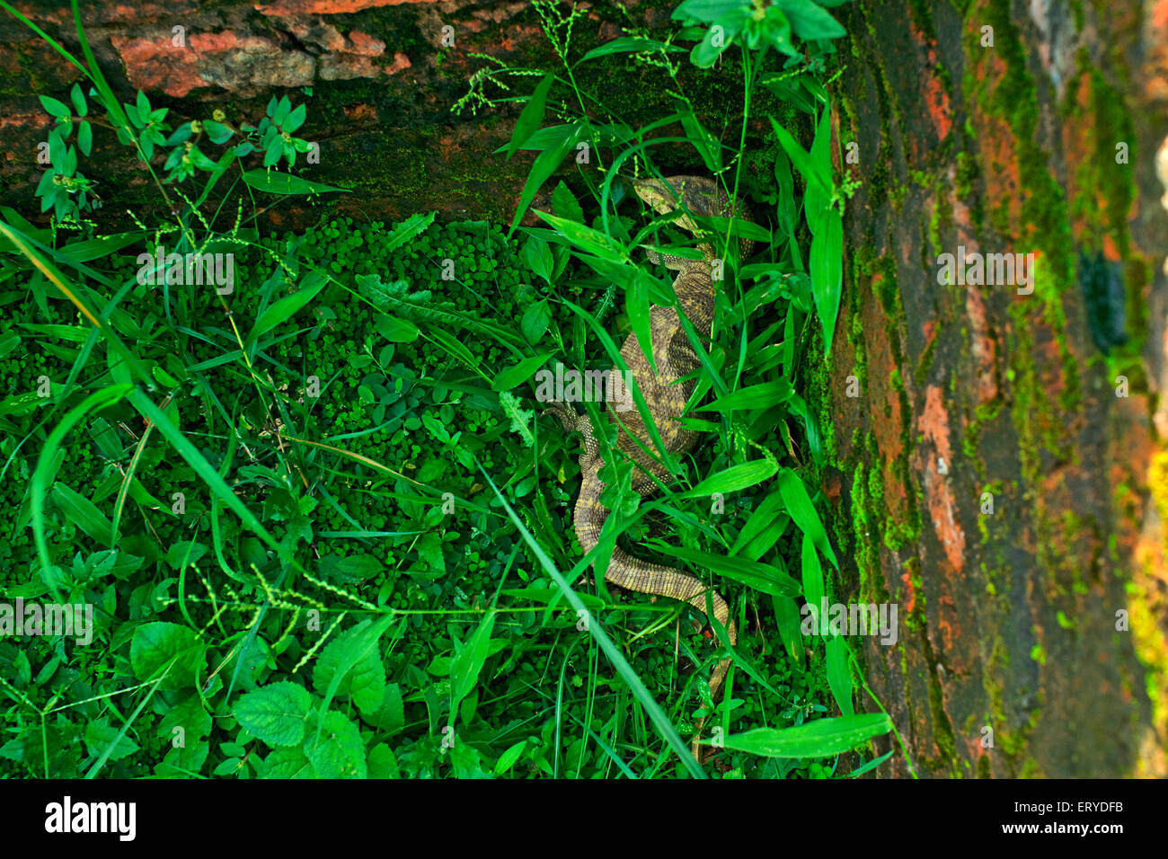 Rettile in bush ; Kapilvastu , Kapilavastu , Taulihawa , Piprahawa ; Utttar Pradesh ; India , asia Foto Stock
