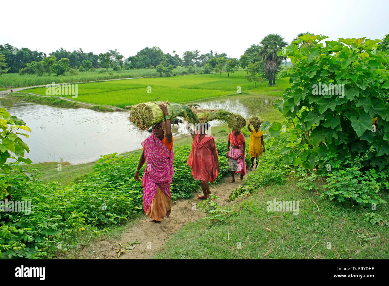 La vita del villaggio ; Kesariya a Salimpur ; stupa del Buddha ; Bihar ; India Foto Stock