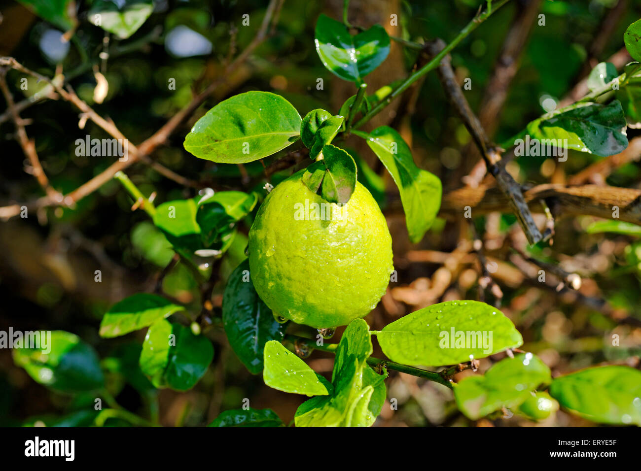 Lime salsa di vitamina C ; succo e scorza codolo ; India Foto Stock