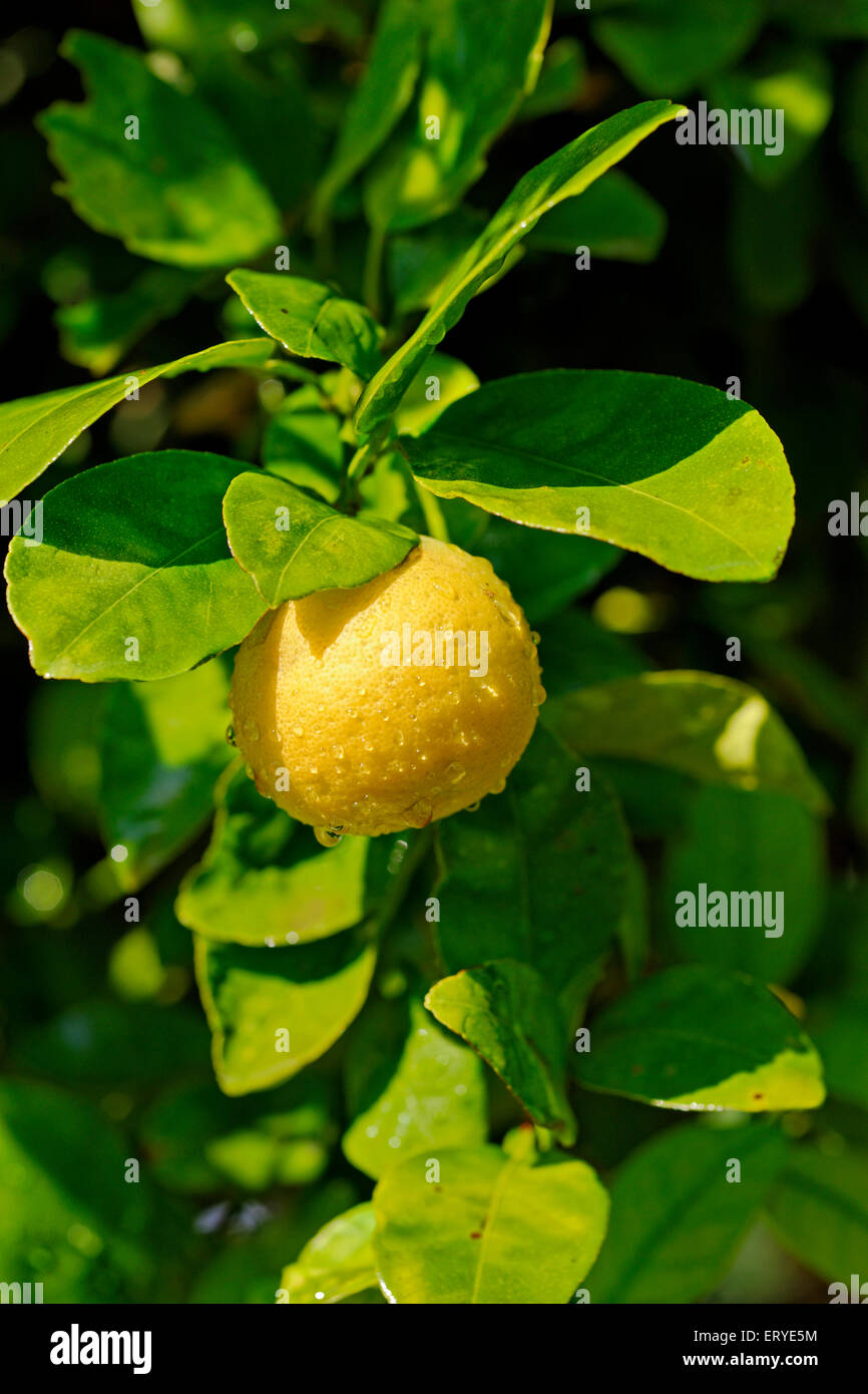 Lime salsa di vitamina C ; succo e scorza codolo ; India Foto Stock