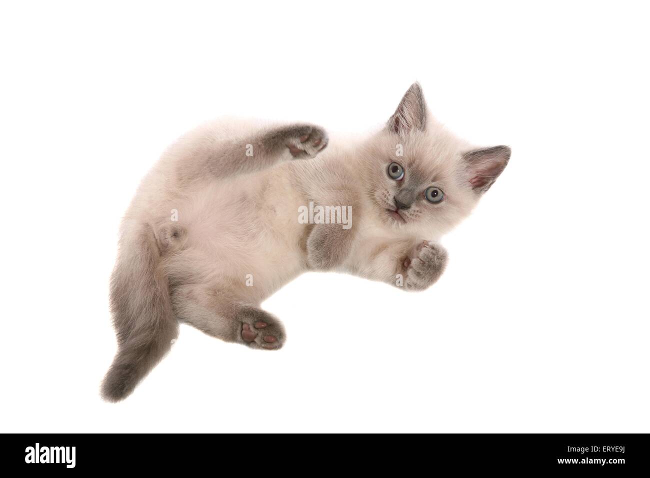 Giacente British Shorthair kitten Foto Stock