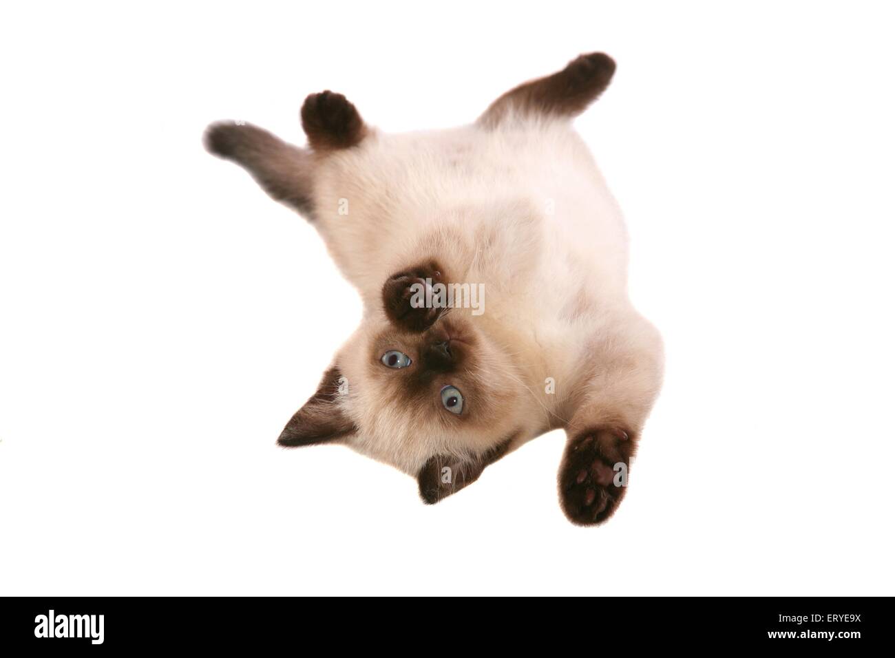Il rotolamento British Shorthair kitten Foto Stock