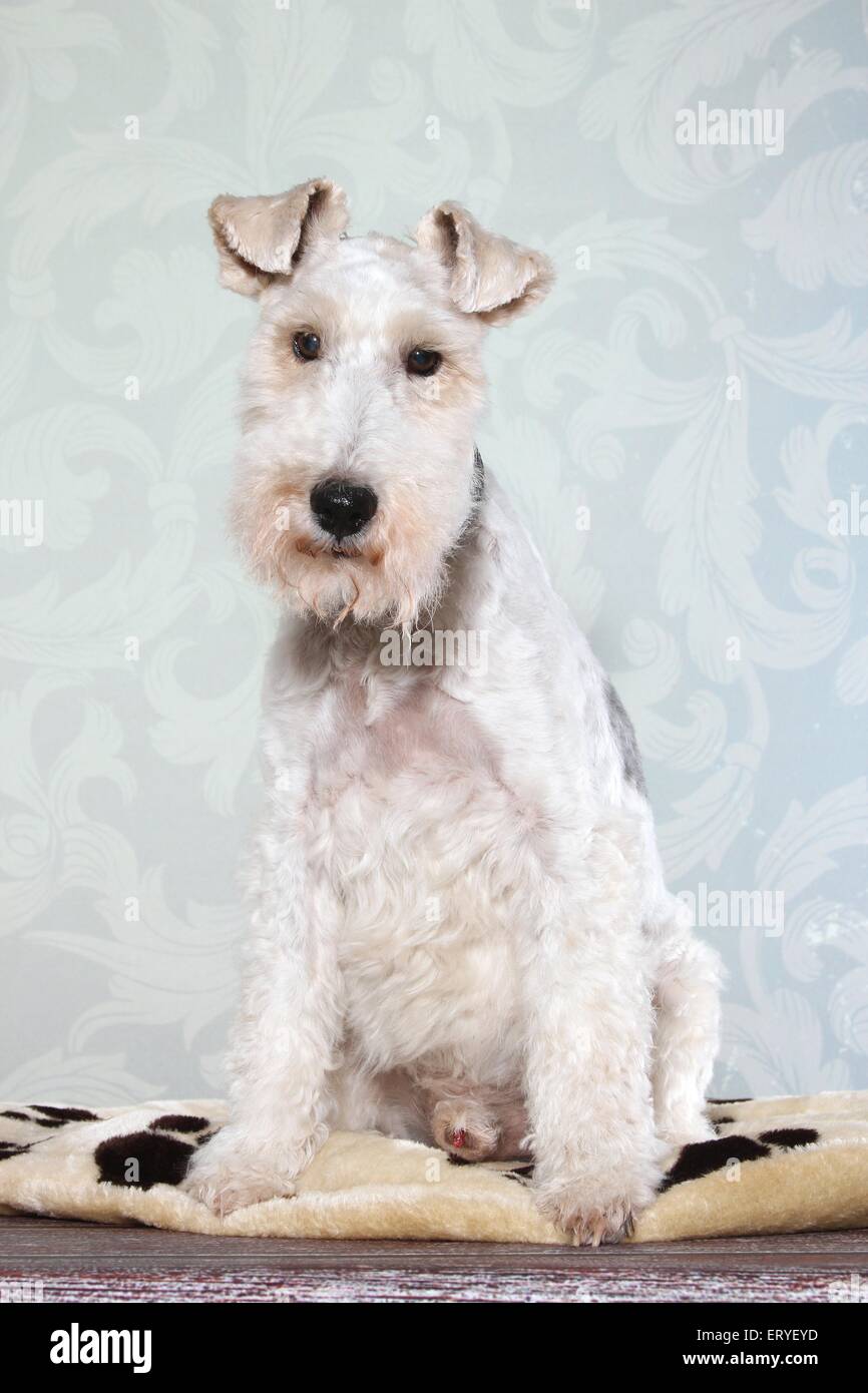 Udienza Fox Terrier Foto Stock