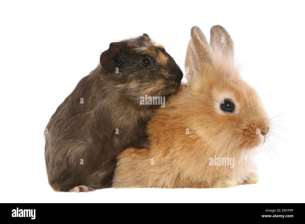 Snuggling coniglio nano e di cavia Foto Stock