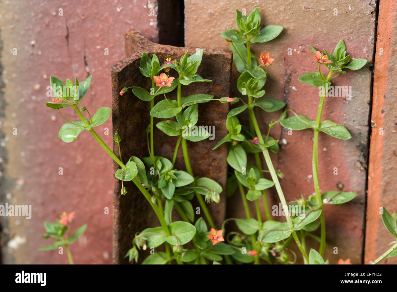 Pimpernel ripulisca dalle erbacce nel giardino Foto Stock