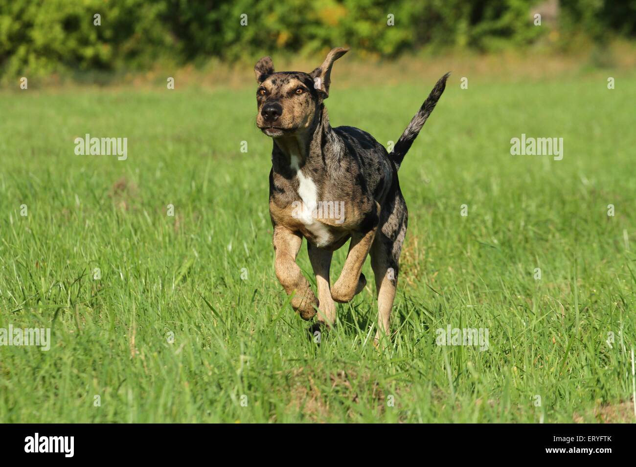 Esecuzione di Louisiana Catahoula Leopard Dog Foto Stock