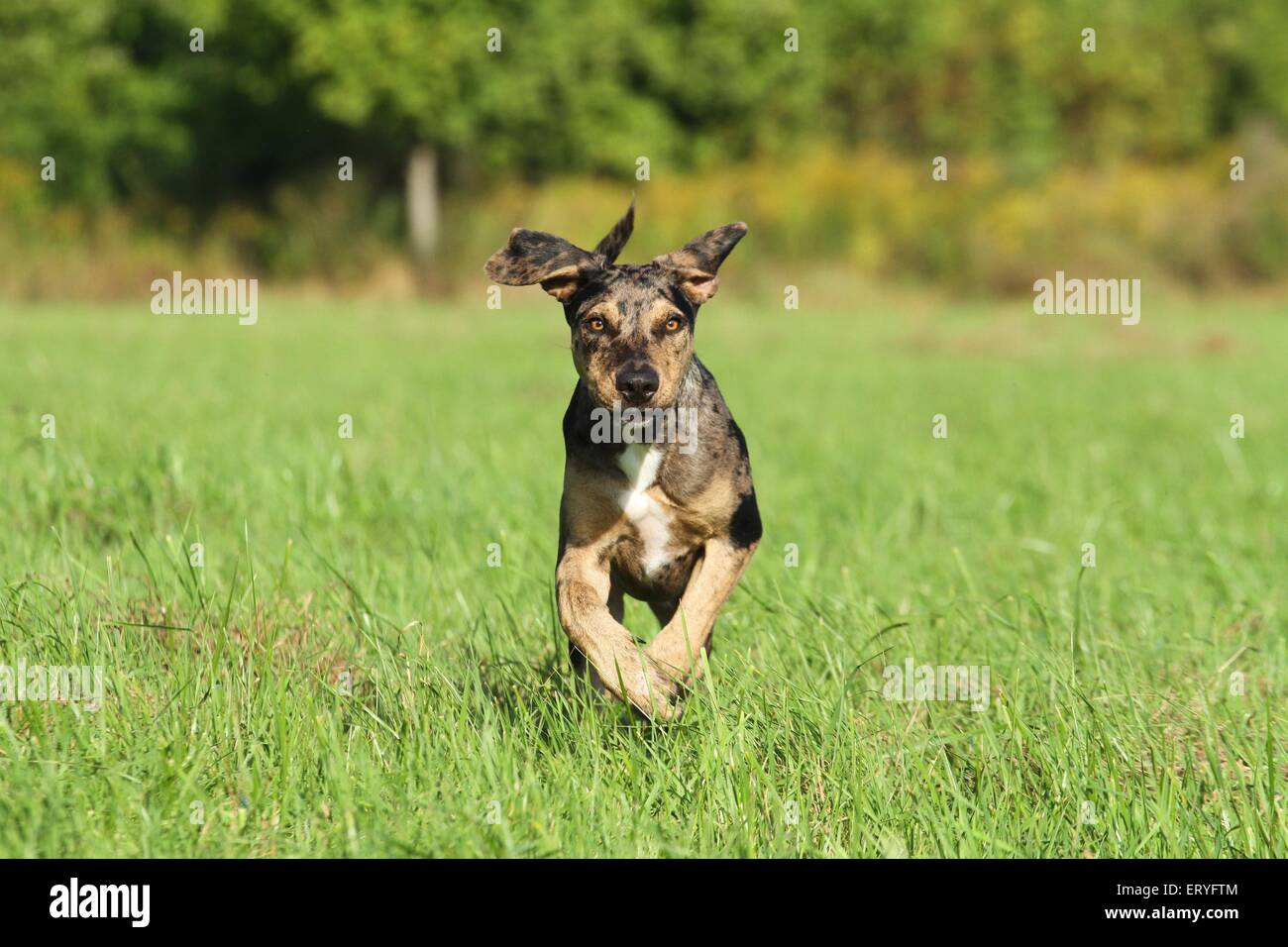 Esecuzione di Louisiana Catahoula Leopard Dog Foto Stock