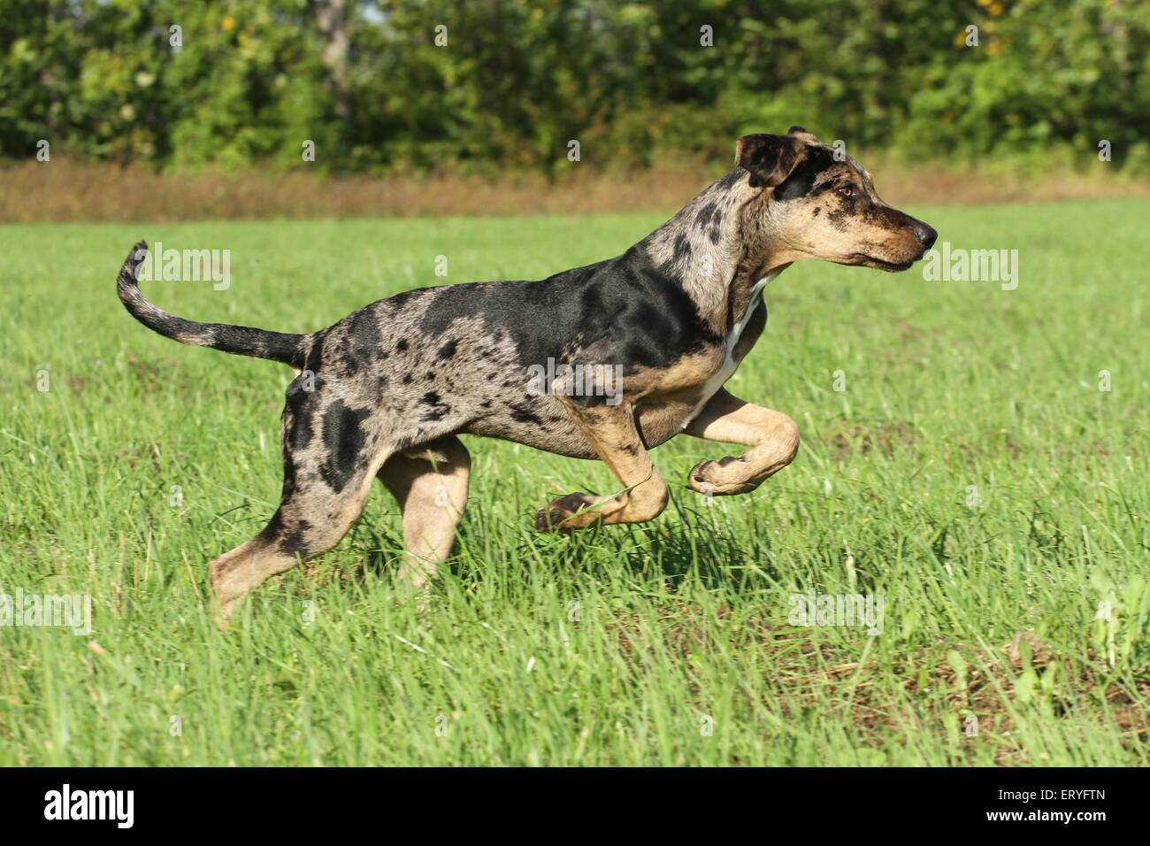 Esecuzione di Louisiana Catahoula Leopard Dog Foto Stock