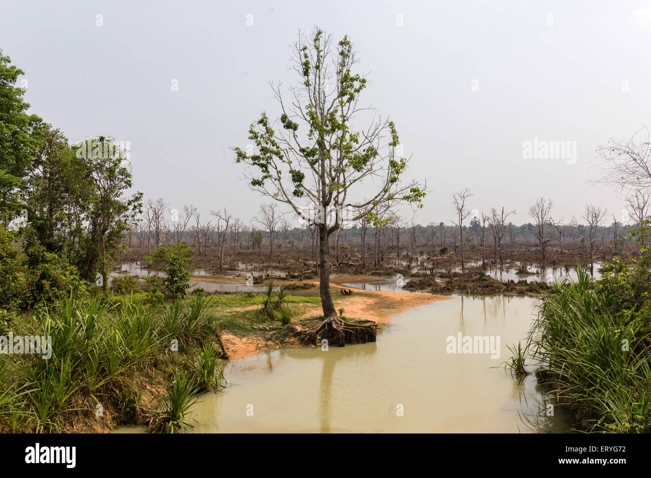 Terreno paludoso al Baray orientale, Angkor, Siem Reap Provincia, Cambogia Foto Stock