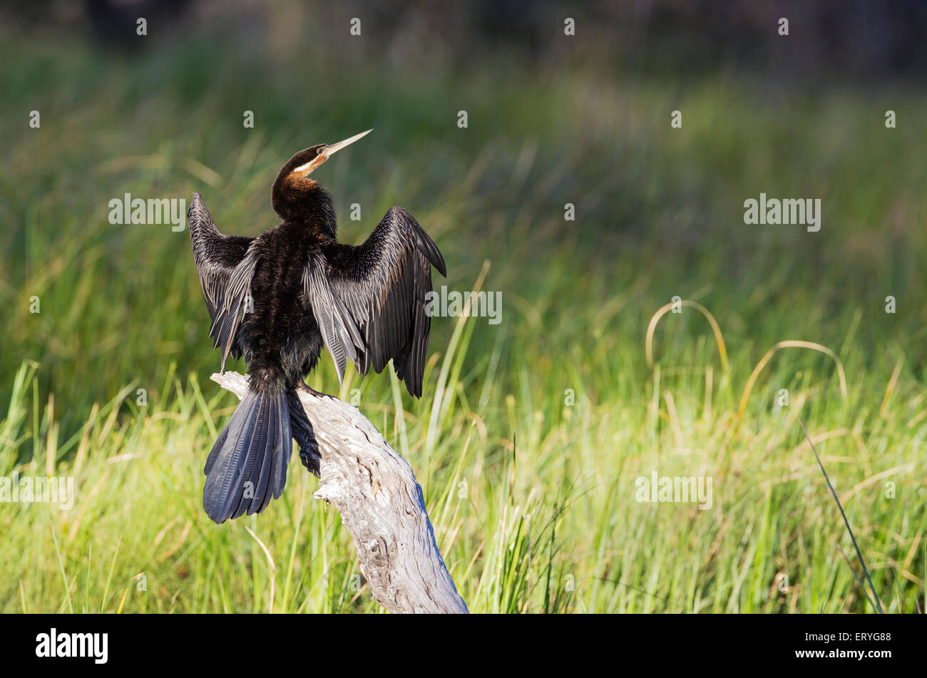 African Darter (Anhinga rufa), crogiolarvi al sole su un log in per asciugare le piume, Okavango Delta, Moremi Game Reserve, Botswana Foto Stock
