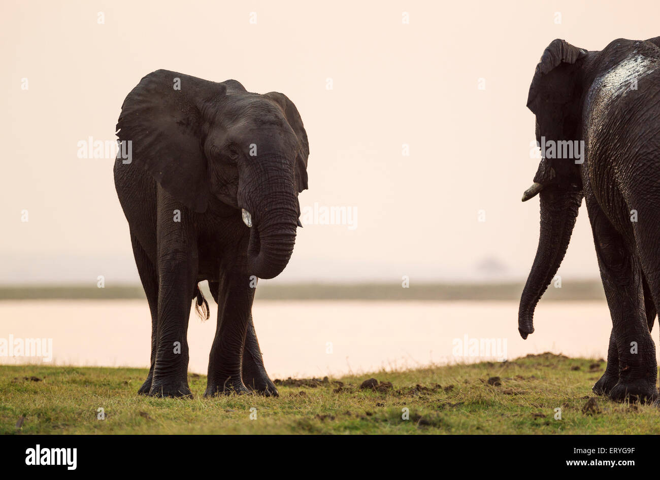 Elefante africano (Loxodonta africana), due tori occhiatura reciprocamente la sera presso il fiume Chobe, Chobe National Park Foto Stock