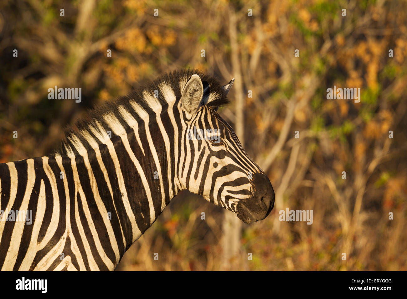 La Burchell Zebra (Equus quagga burchelli), close-up, Okavango Delta, Moremi Game Reserve, Botswana Foto Stock