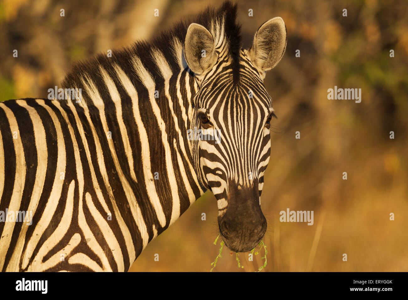 La Burchell Zebra (Equus quagga burchelli), close-up, Okavango Delta, Moremi Game Reserve, Botswana Foto Stock
