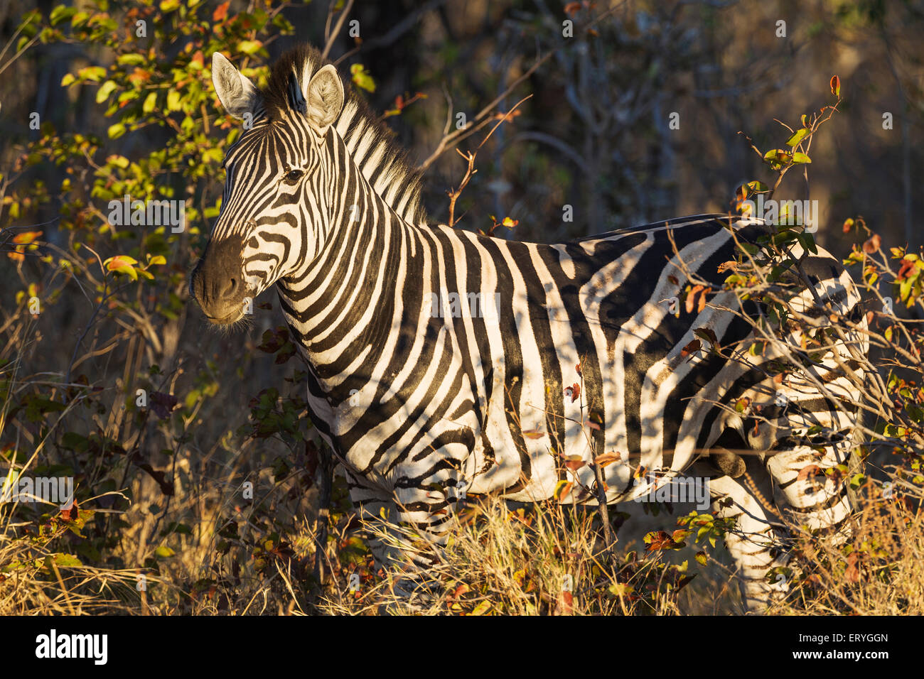 La Burchell Zebra (Equus quagga burchelli) tra le boccole, Okavango Delta, Moremi Game Reserve, Botswana Foto Stock