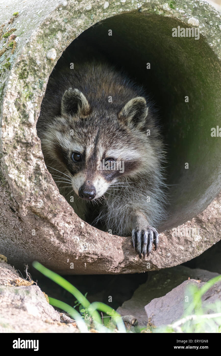 Raccoon (Procione lotor) nel tubo di calcestruzzo, captive, Saarland, Germania Foto Stock