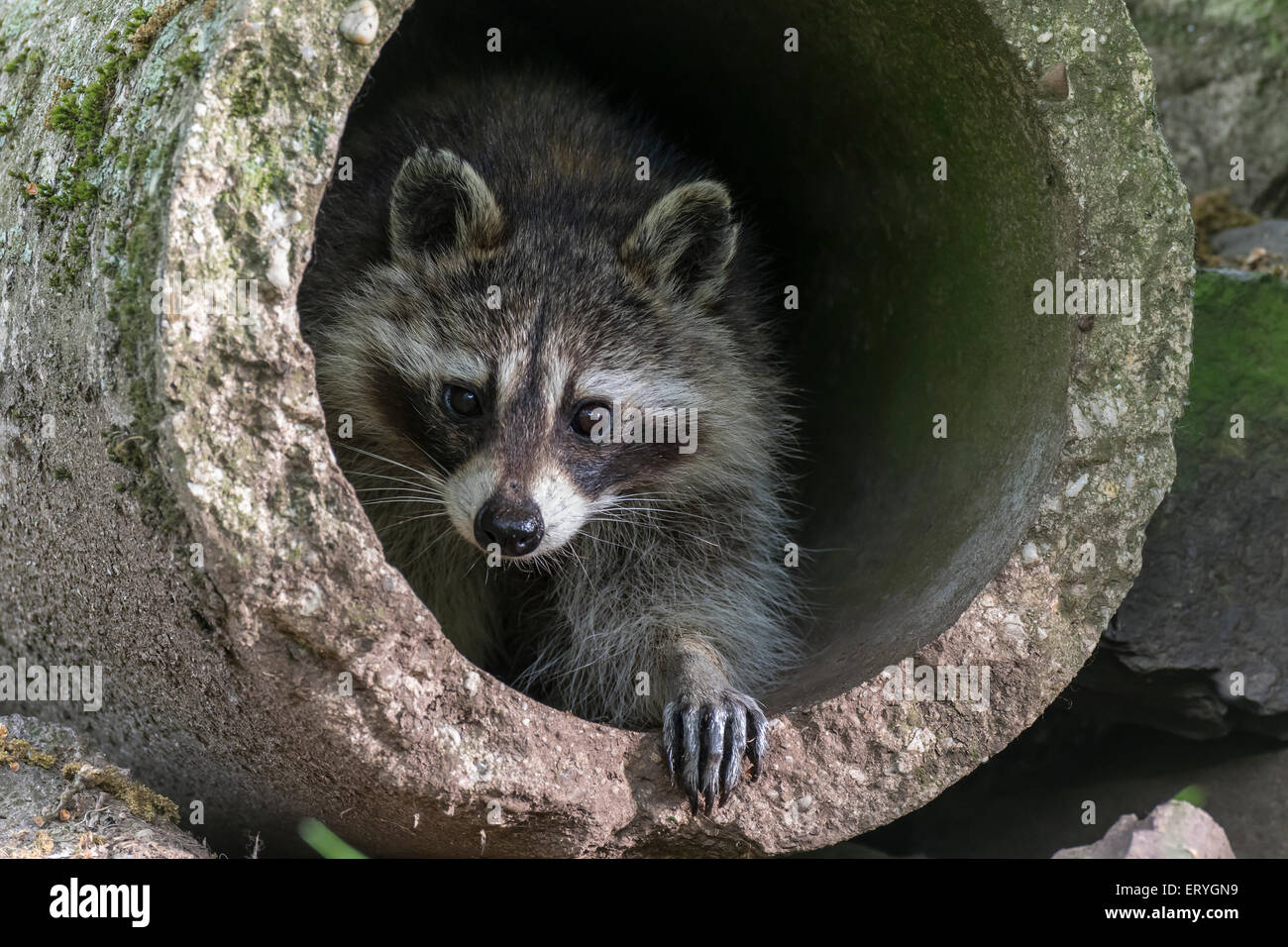 Raccoon (Procione lotor) nel tubo di calcestruzzo, captive, Saarland, Germania Foto Stock